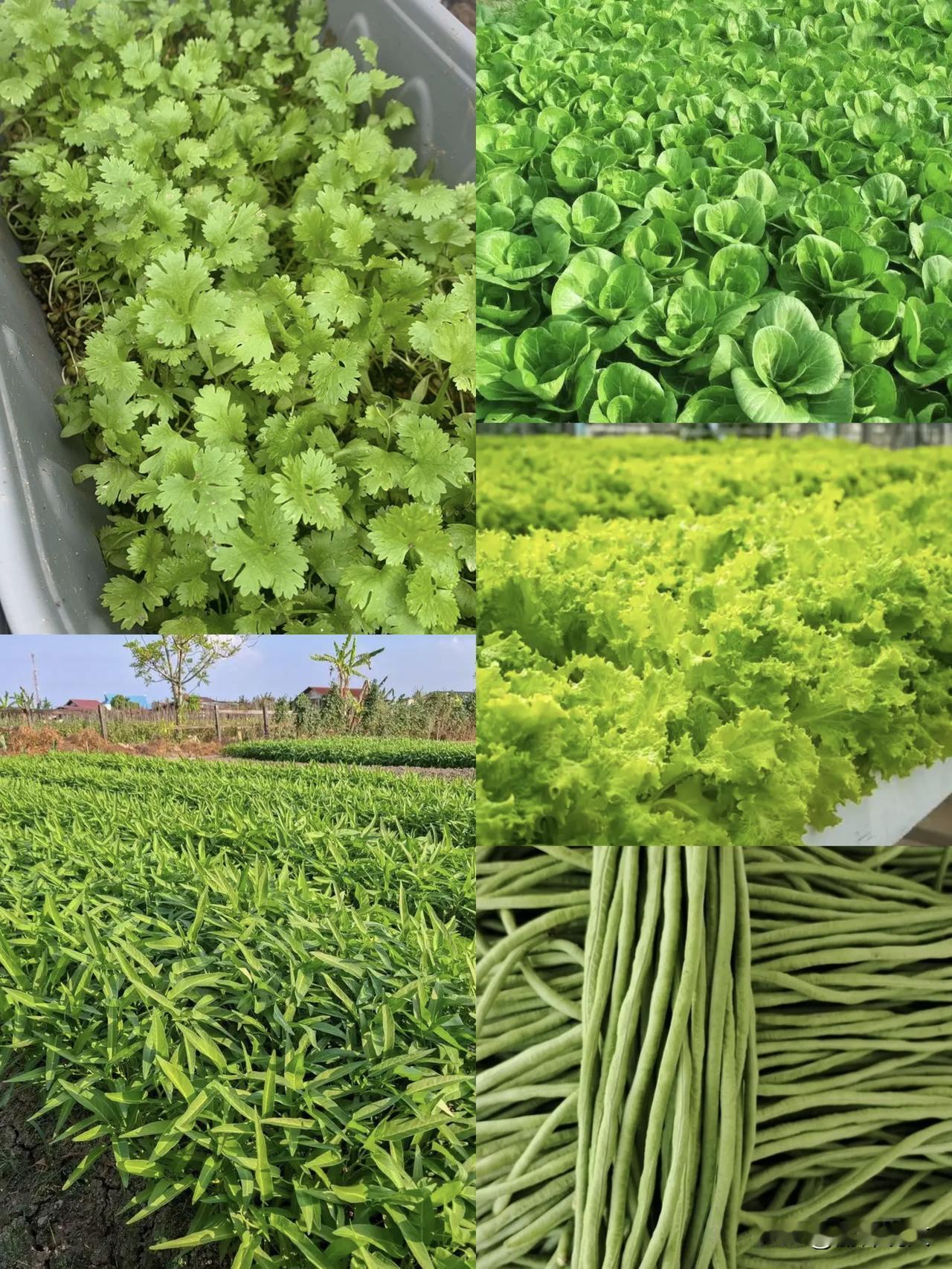 小满能种啥菜？5种耐高温好菜，现在种正合适，别错过
 



小满一到，气温蹭蹭