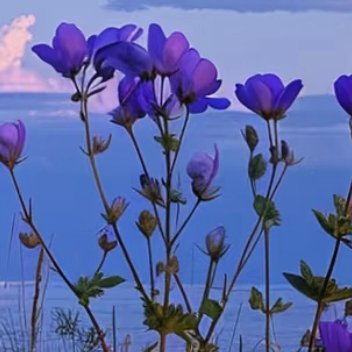 每日一善   每日一善   阳光信用 每一个生命都是美丽的，再小的花也不会拒绝。