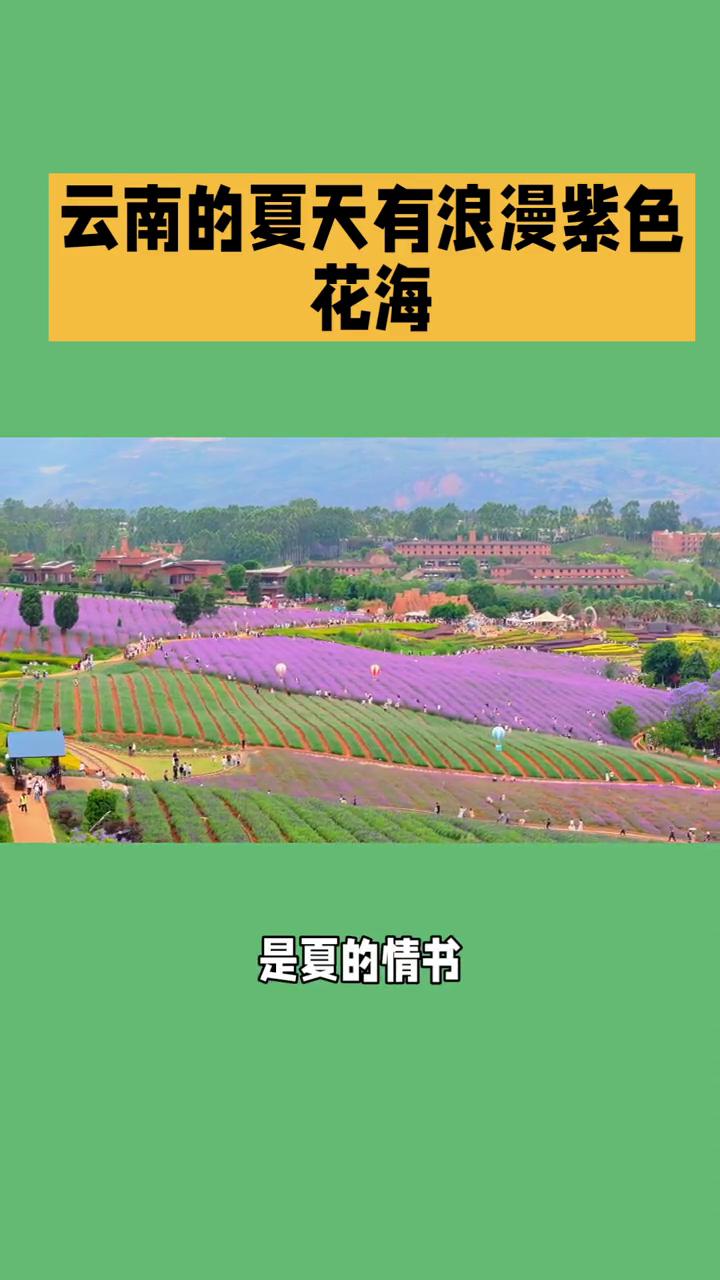云南的夏天有浪漫紫色花海。
云南的夏天有浪漫紫色花海，不必远赴普罗旺斯。云南的盛