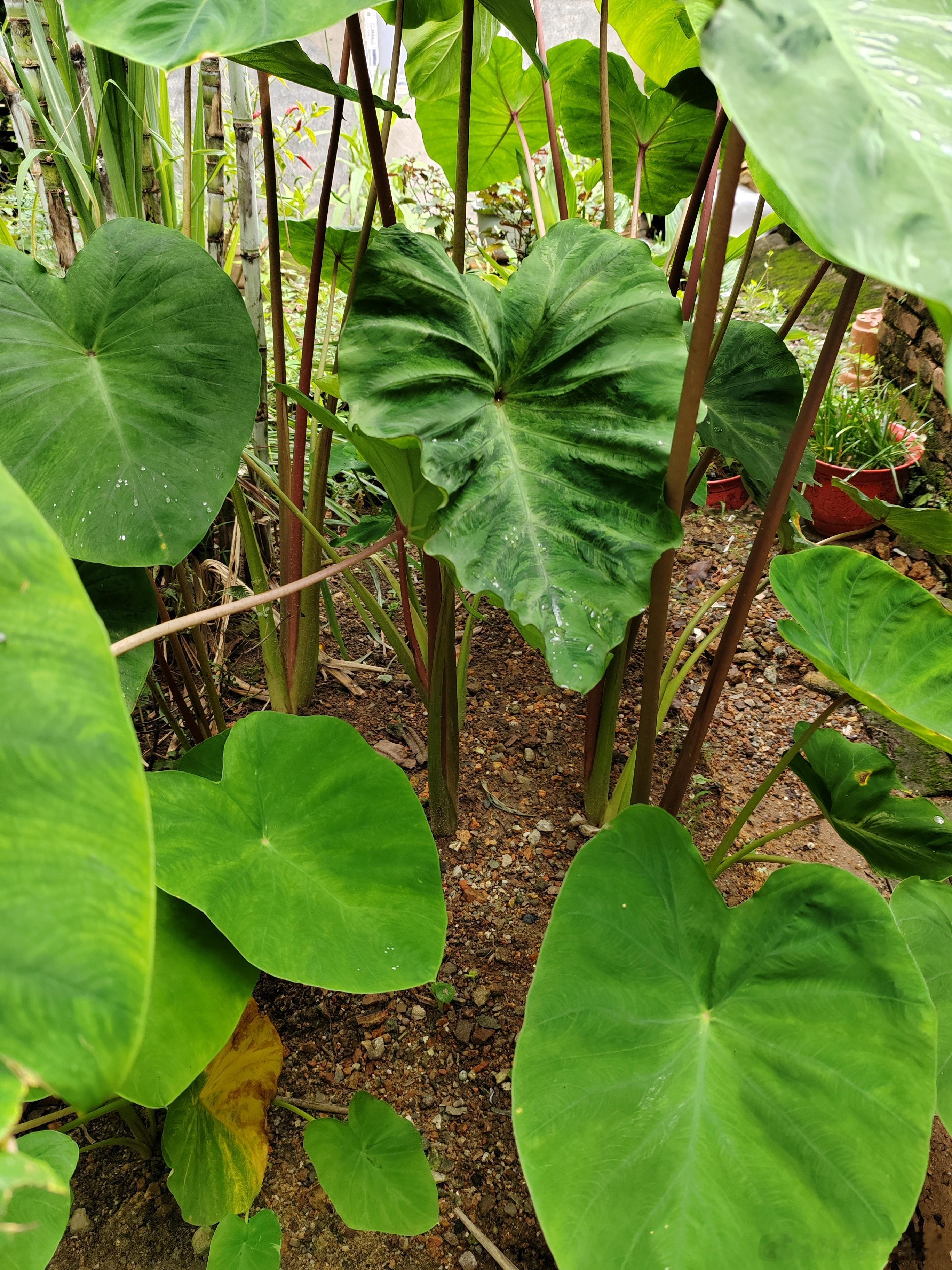 小果园生机勃勃 