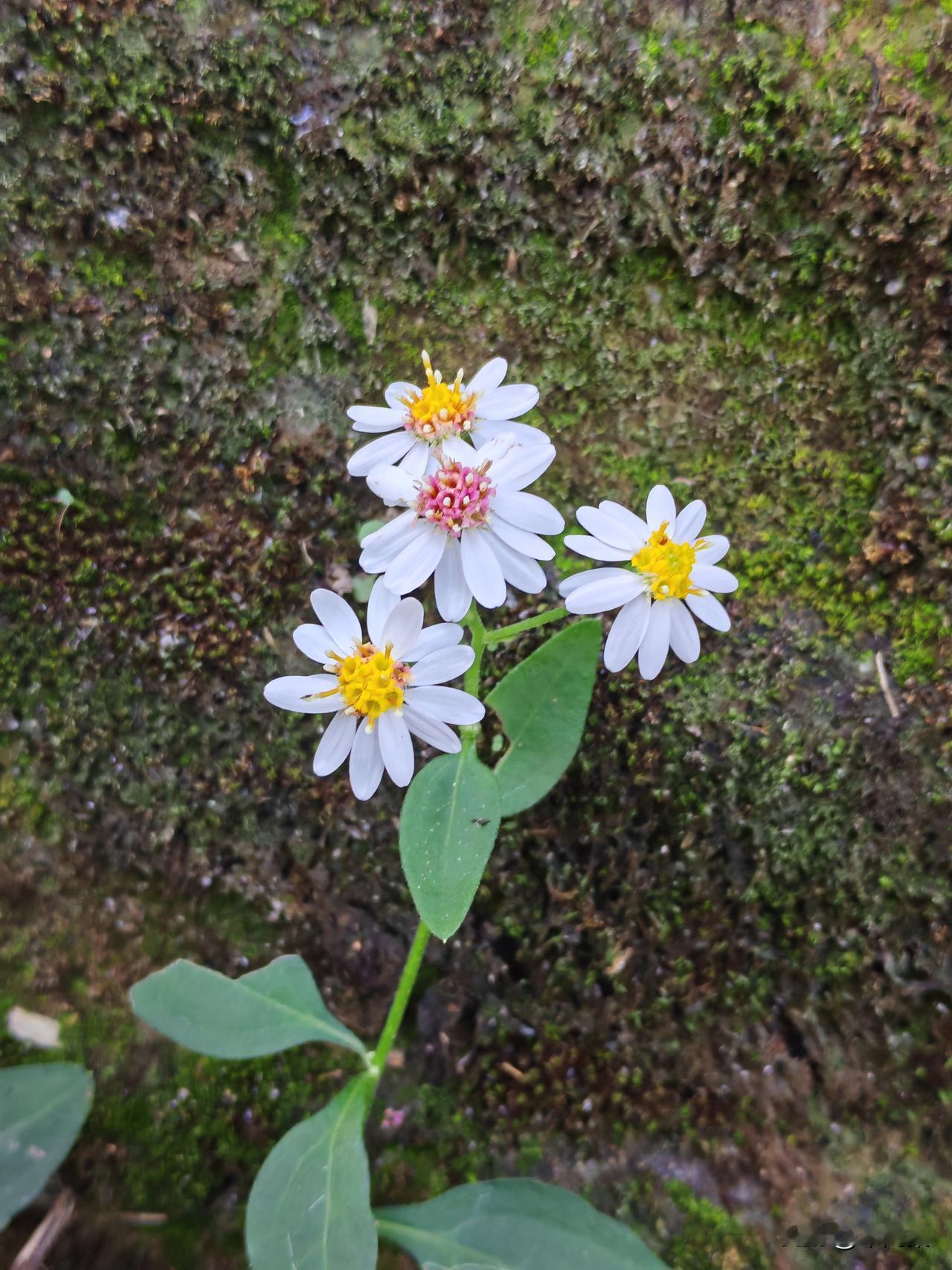 也许我不会变得“著名”或“伟大”，
可我要继续冒险，
继续改变，
开阔眼界，
拒