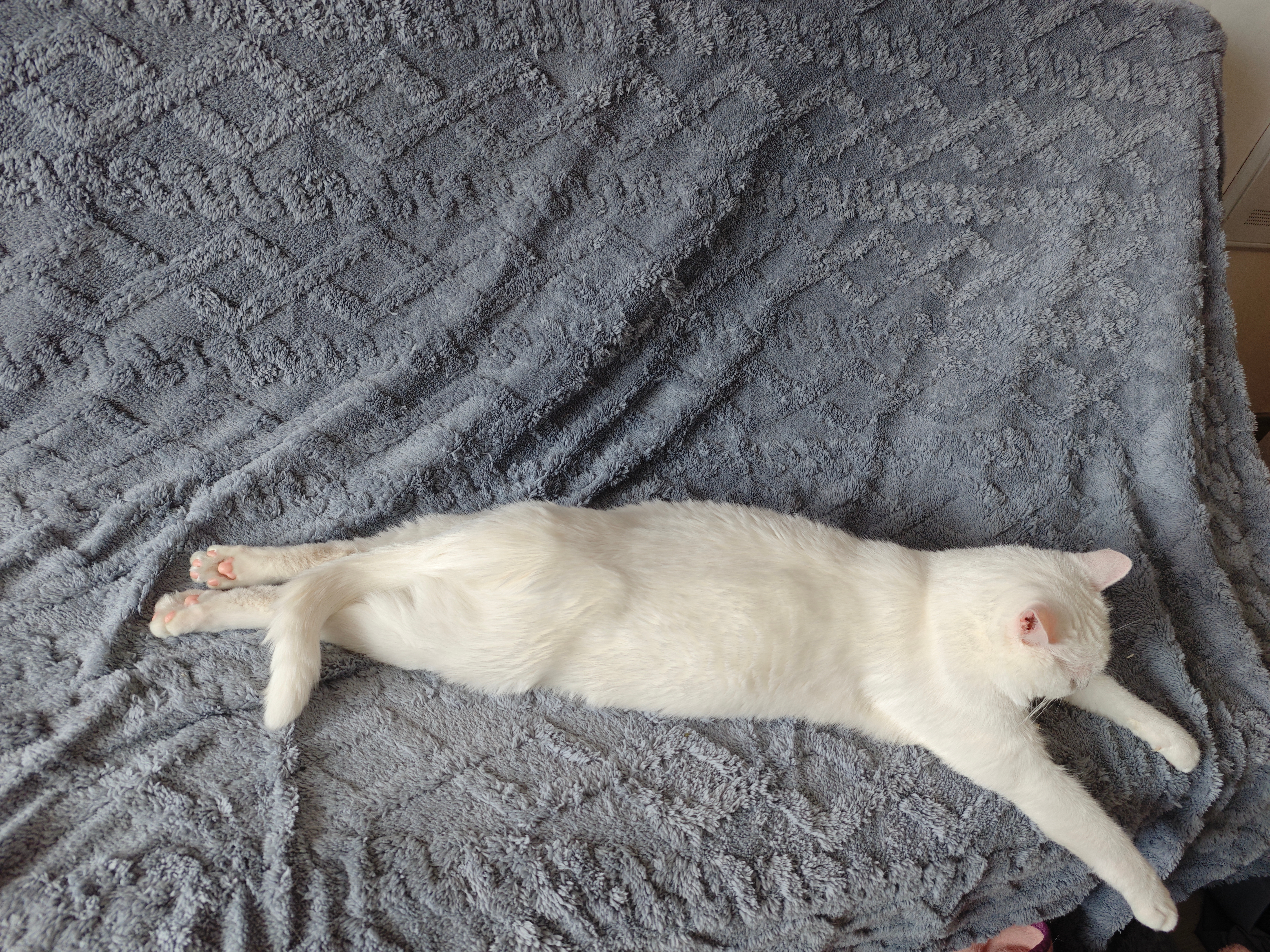 生活手记猫～条～ 