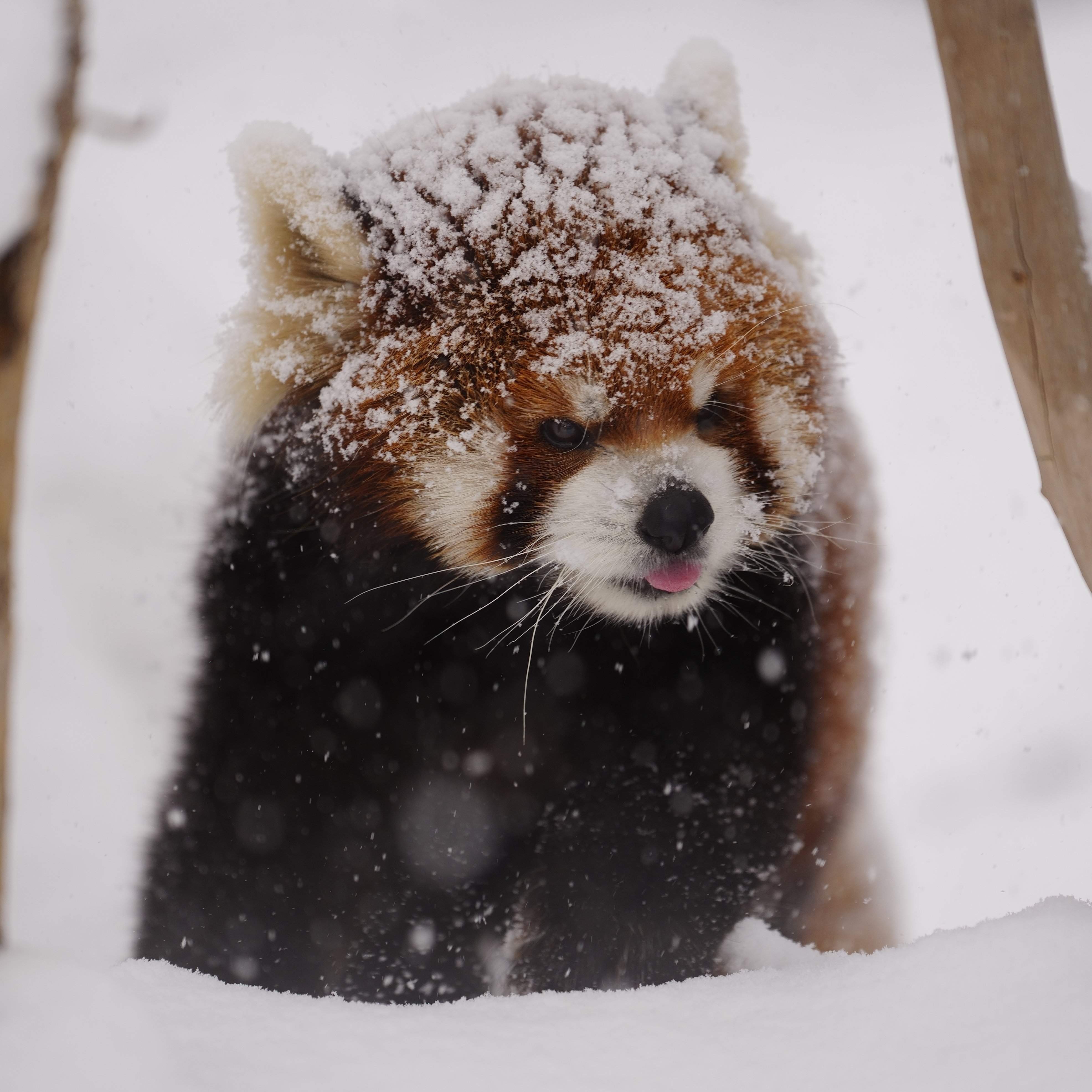 霜糖小熊猫~【推tag：エイタ】 