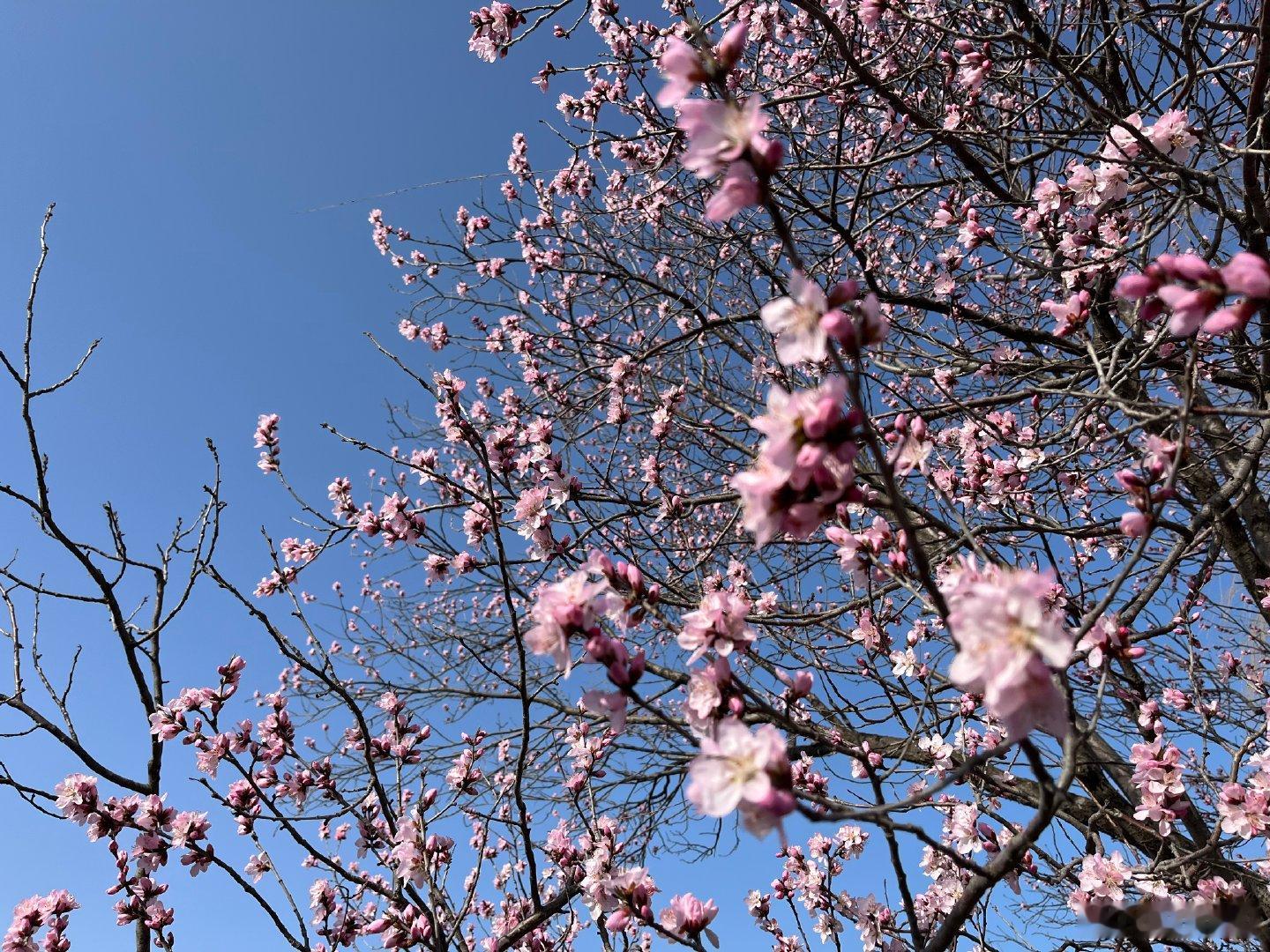 桃花怒放，🦆上树，颐和园的春天来了 ​​​