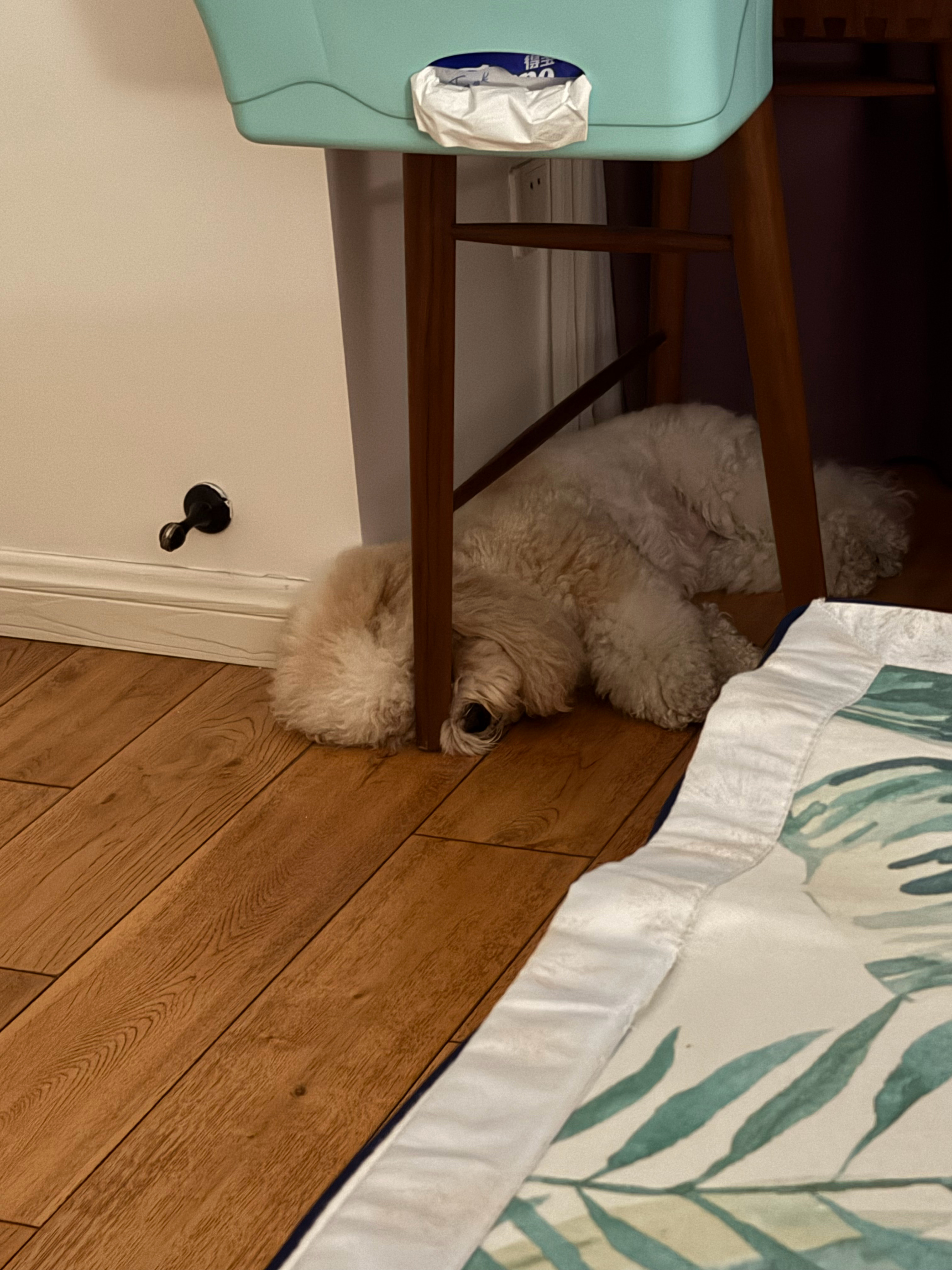 今日份睡眠装备：一根桌腿遮光效果满分 
