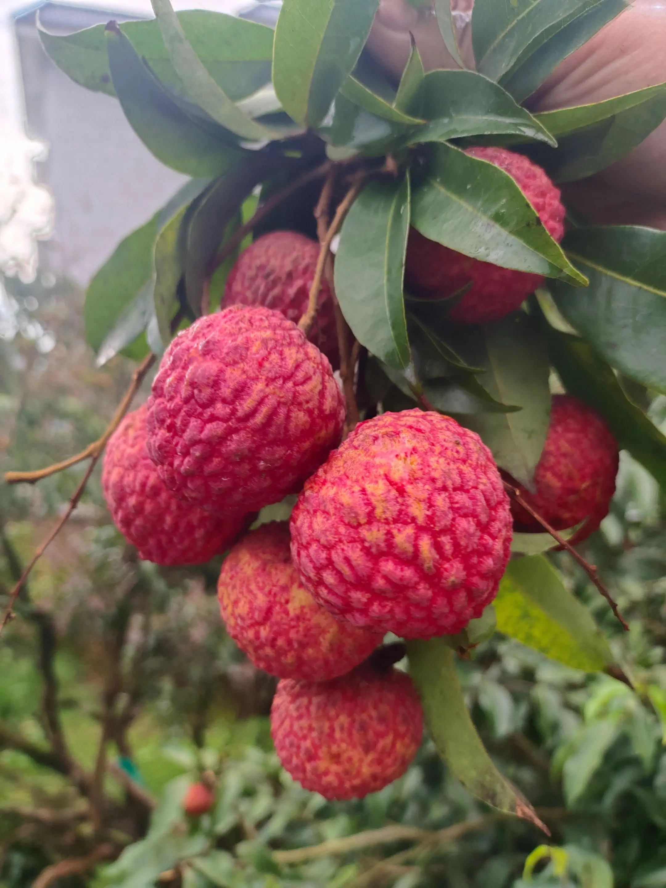 又大又红的糯米糍