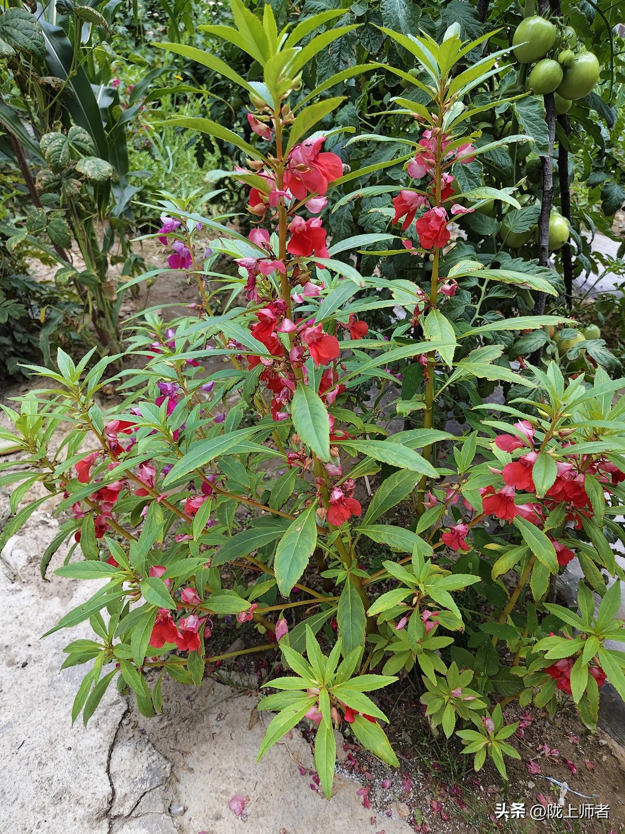 农村的朋友这是啥话花？80后应该都认识吧？