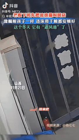 山西，一名女子经营着一家鞋店，每天下班回家前，她都会把流浪猫叫回店里，她还备好了