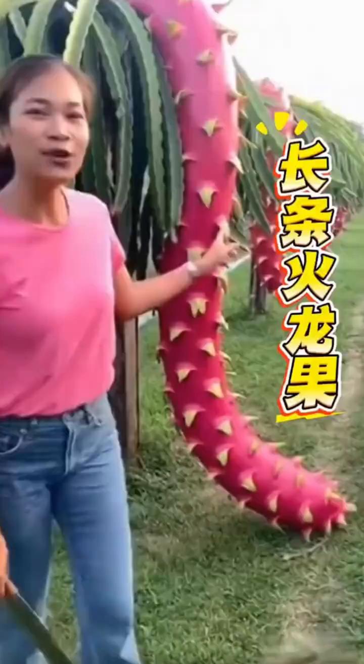 长帝火龙果。
真是颠覆认知，这火龙果是吃什么长大的？长得像一条巨型毛毛虫，玫红外