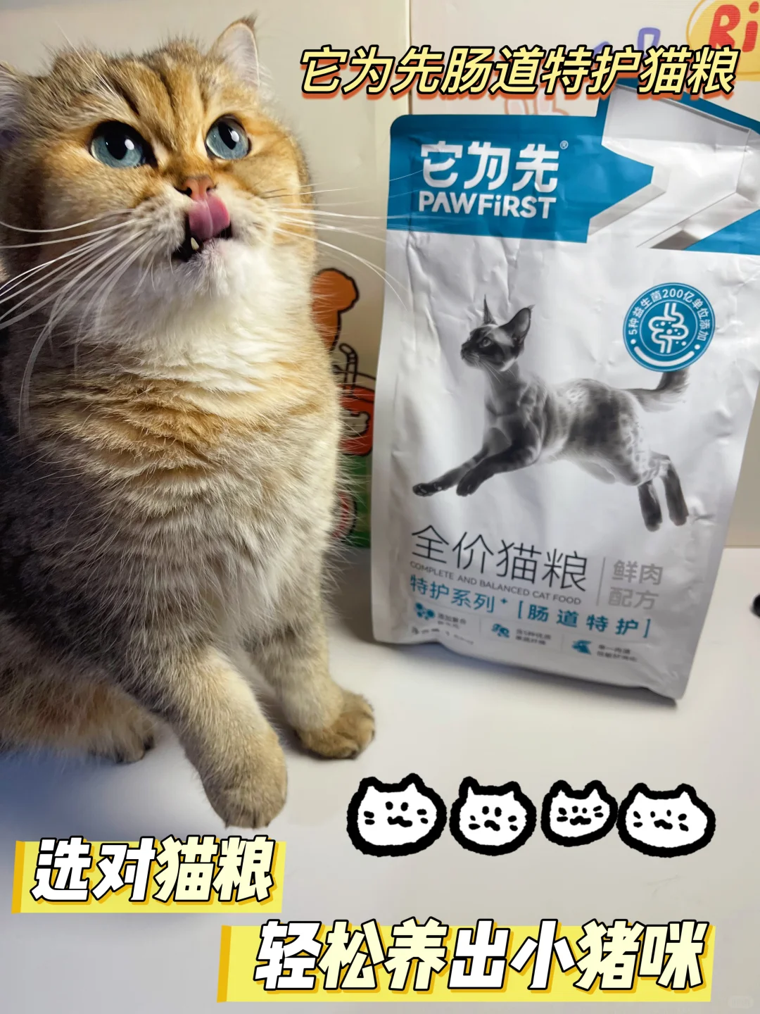 选对猫粮 轻松养出小猪咪