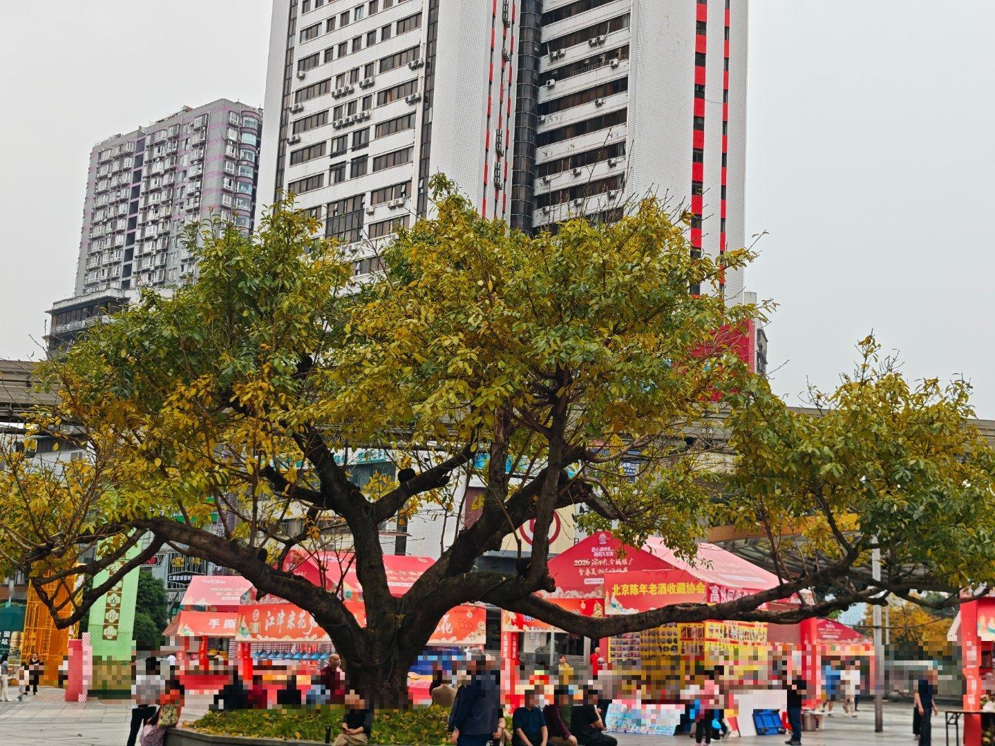 重庆有很多这样的树，几乎每个季节都掉叶子，却长的很好人也应该这样，时不时整理下自