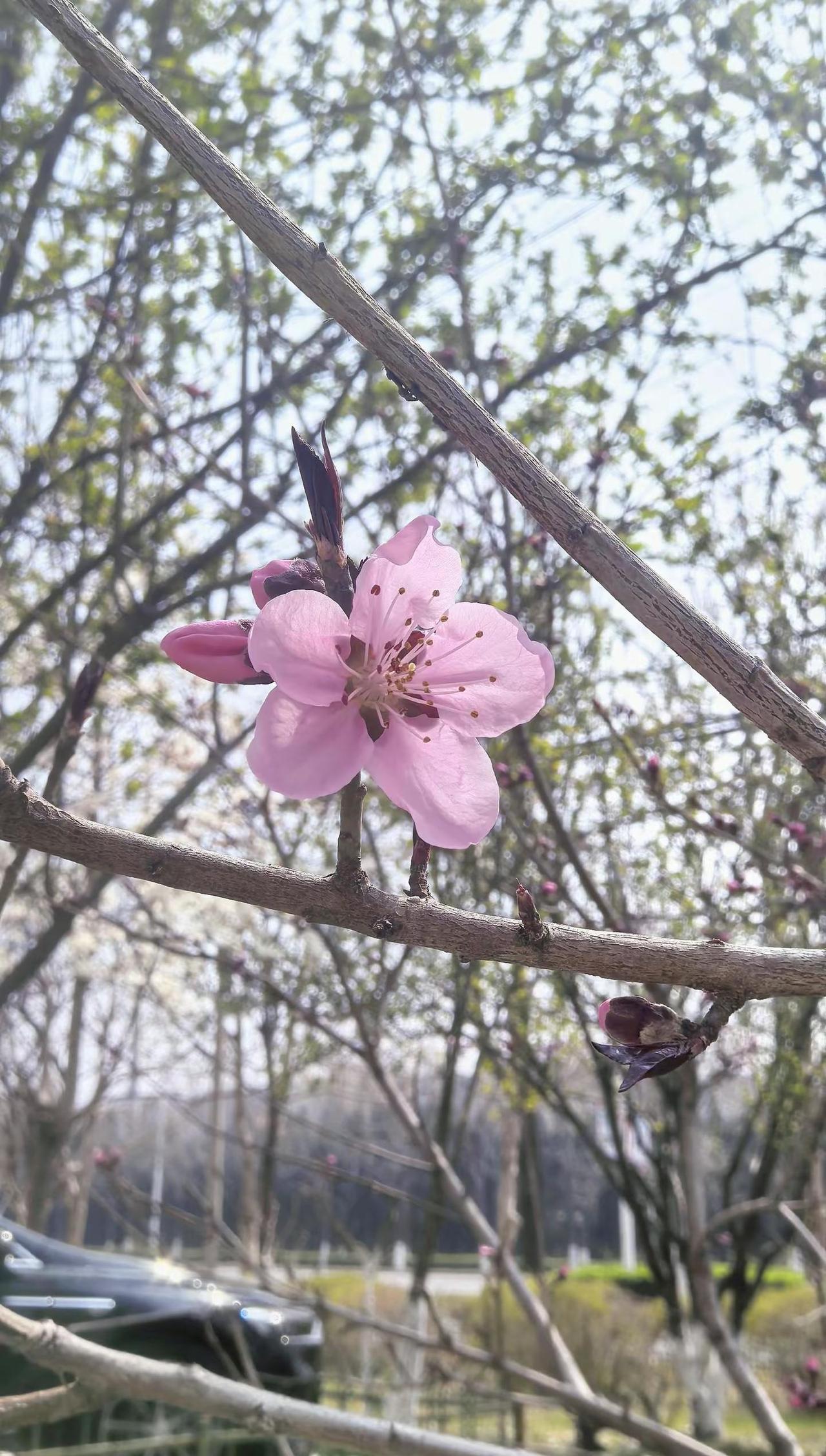 门口的桃花开了🌸🌸。抖音邀你来赏花 用镜头捕捉春天 春天的味道 分享一张你拍