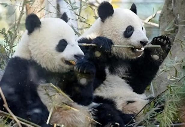 晓晓蕾蕾头也不回登车归国，日本民众的眼泪根本留不住国宝的归途，这哪里是离别，更是