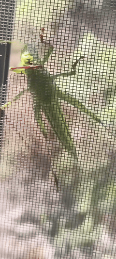 蝗虫真的吃这个吗？