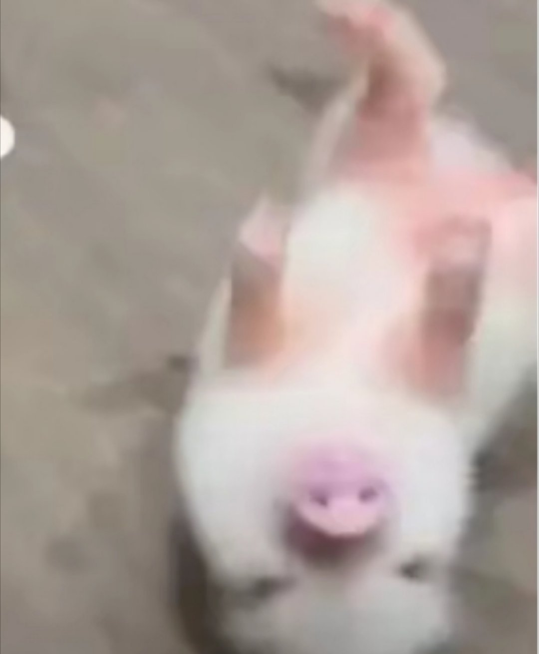 今天第五条微璧给我宝子🫰🏻·•︤ _ •︤.🫰🏻 