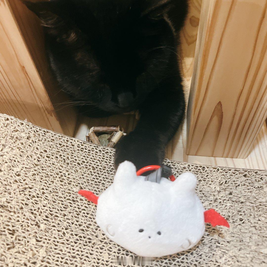 玩硕大的黑猫