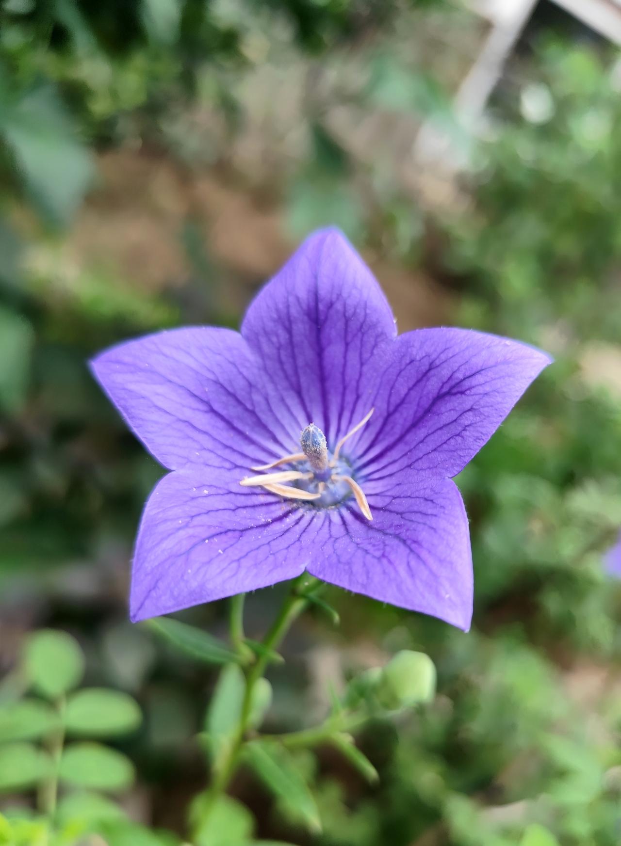 《桔梗》开花也美丽
    时值中伏，沈阳一居民小区的桔梗开花了。桔梗又称玲珰花