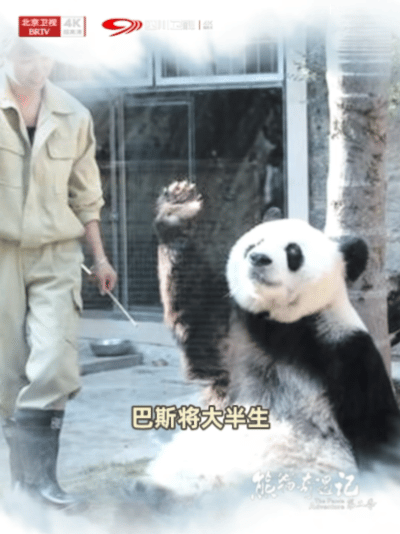 北京亚运吉祥物原型熊猫的传奇一生 熊猫奇遇记 时代的印记永不磨灭！巴斯作为亚运吉