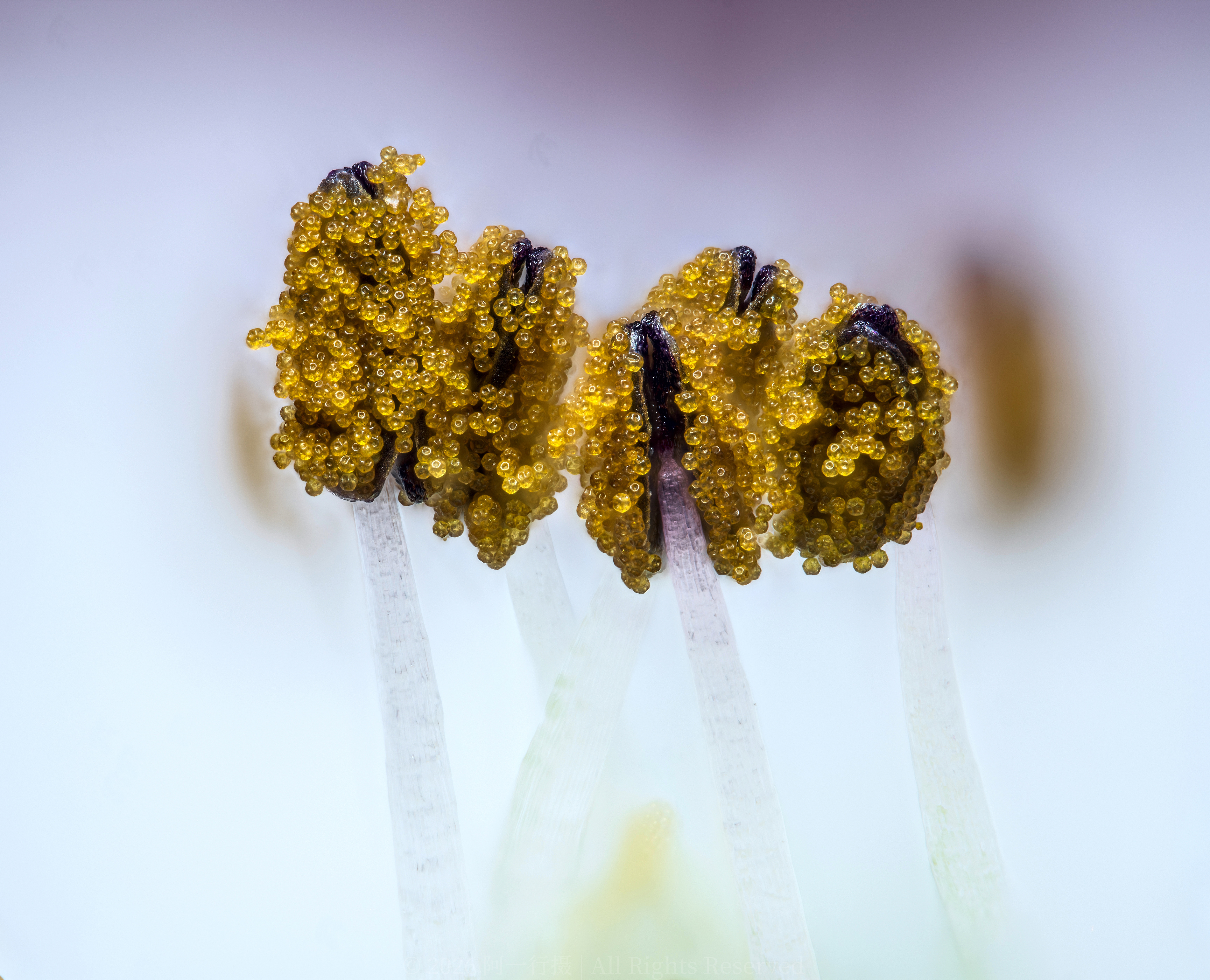 【流石滩的植物碎片】P1：高原毛茛P2：重冠紫菀的管状花区P3：麻黄属的传粉滴P