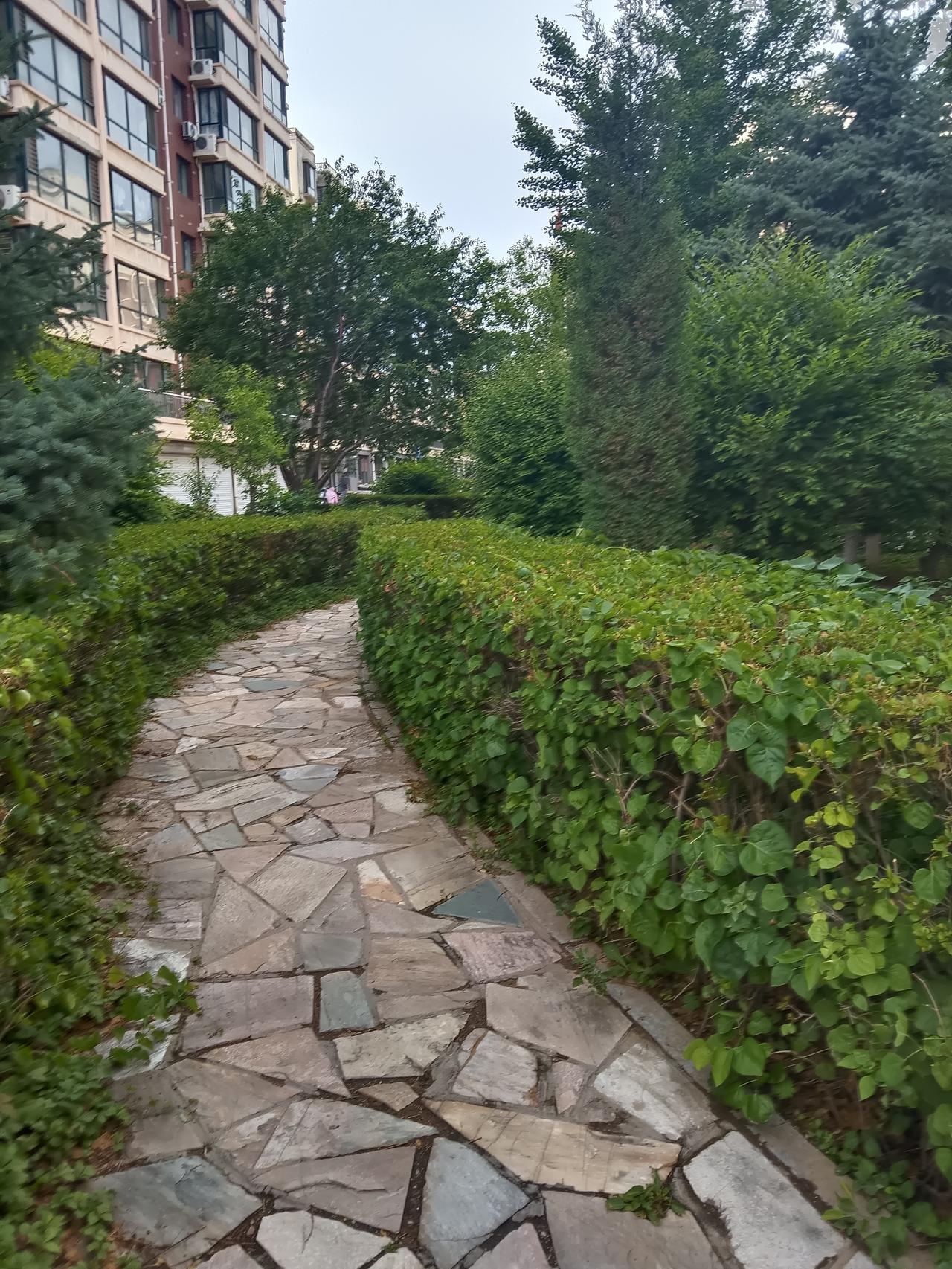 小区的小路上铺着石板，两边是绿篱。