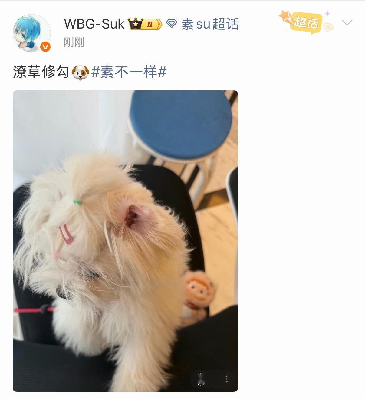 素su 每天被猫猫狗狗围着哇幸福！！2026pel夏季赛2026pel