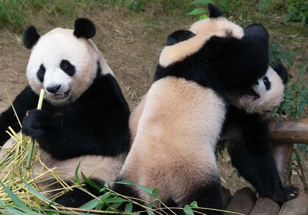 爱宝：你俩能不能走远点打🤣
