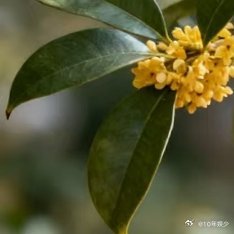 九九重阳节，愿你如秋叶般静美，如秋菊般绚烂，如秋水般清澈。愿您岁岁重阳，今又重阳