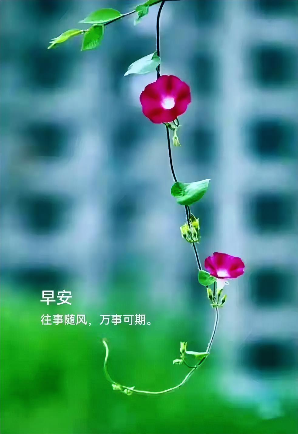 晨安，牵牛花在风中摇曳，让昨日随它飘散。前方风景正好，好运已悄然落上你肩头。
分