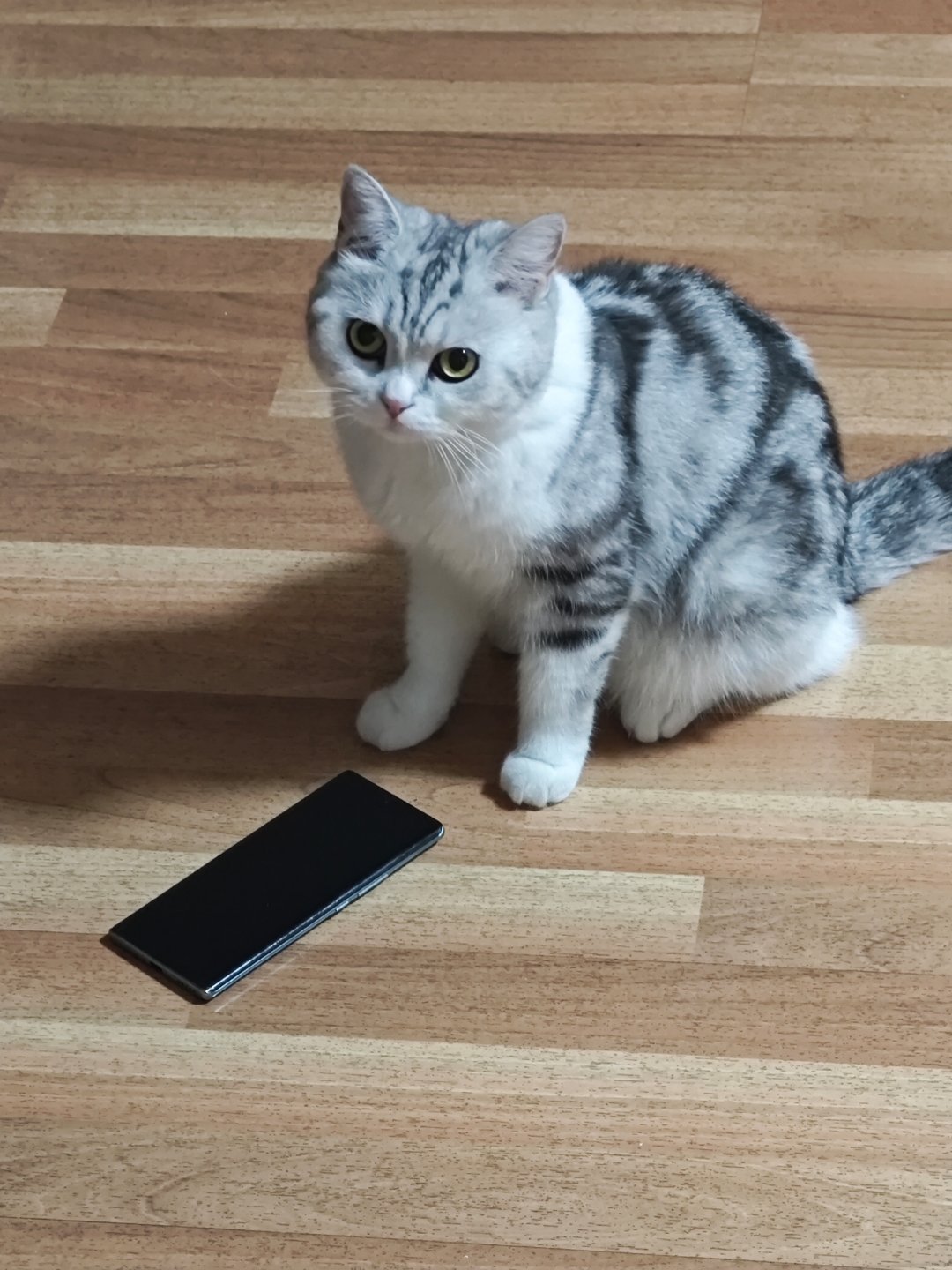 跳跳是只起司猫