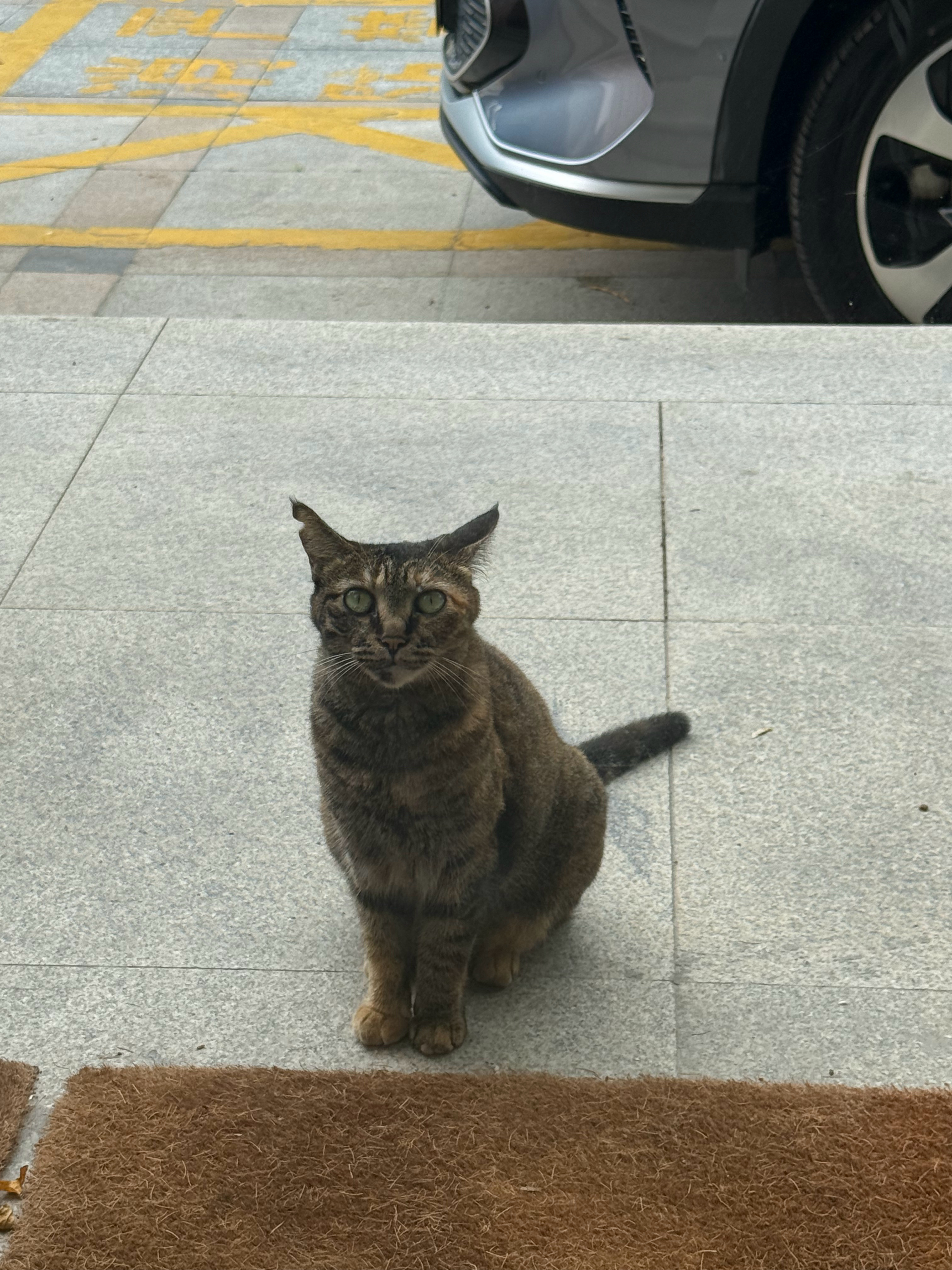 我们的麻雀也很扎实，全身都是肌肉。流浪猫