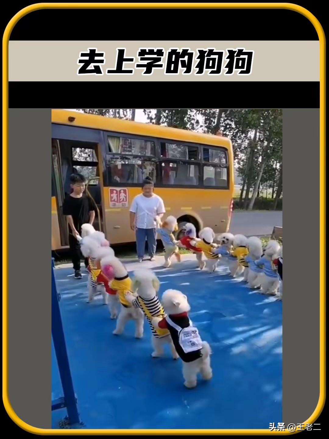 一天收费近百元的狗动物园，突破了小编的防控之心。不是说小编的目光短暂，压根就瞧不