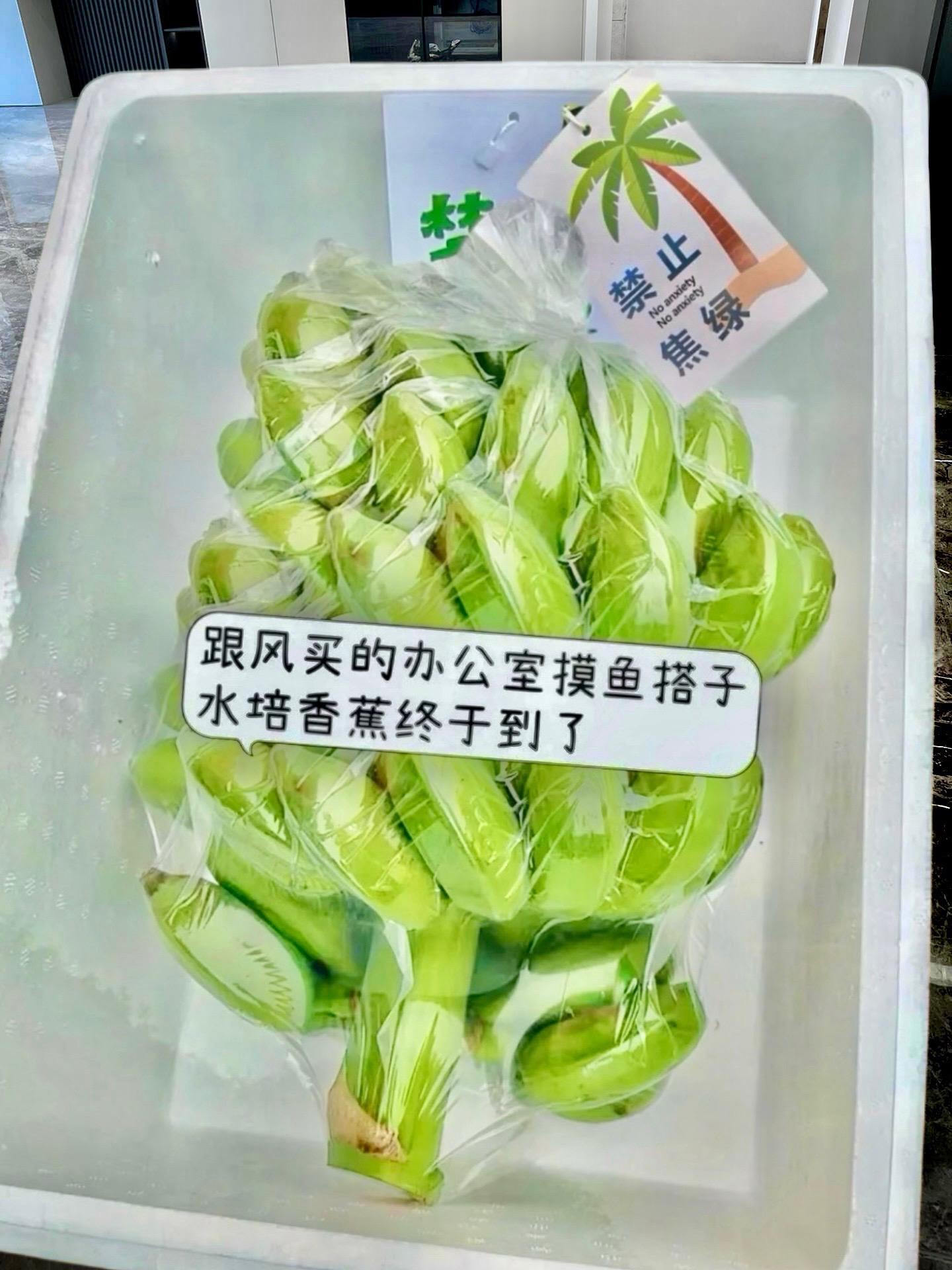 在办公室种香蕉吃真的太快乐了！现在开始禁止“蕉绿”，这个水培香蕉就是办...