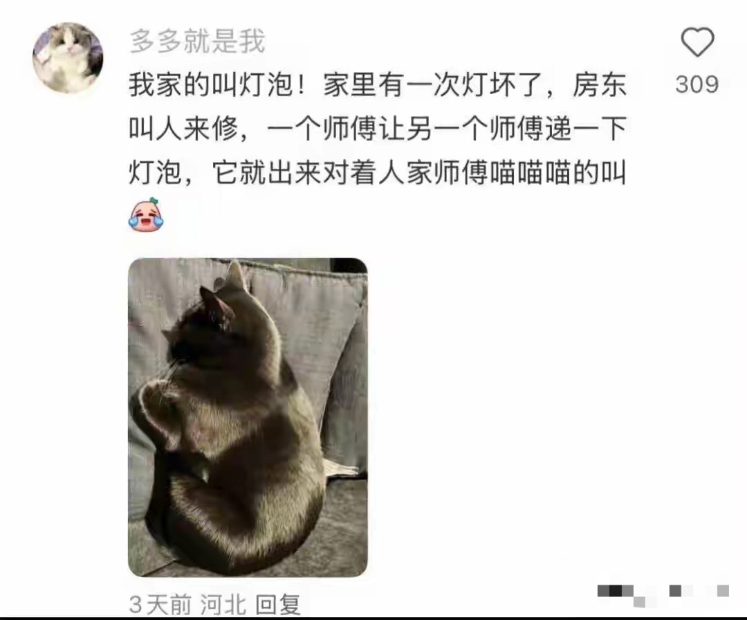 建议别给宠物取太离谱的名字，网友:找猫的时候就丢人了！ 