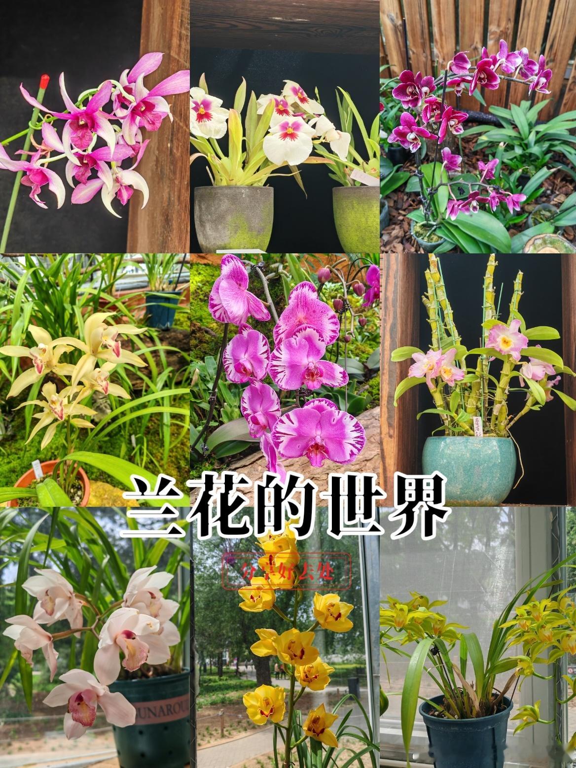 国家植物园有一个小小的兰花世界一花一草一世界 好看的花一定要分享给你 公园 城市