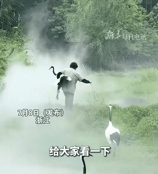 “太有意境了！”浙江，饲养员大妈看到丹顶鹤不愿意回家，就一把抱走其中一只丹顶鹤，