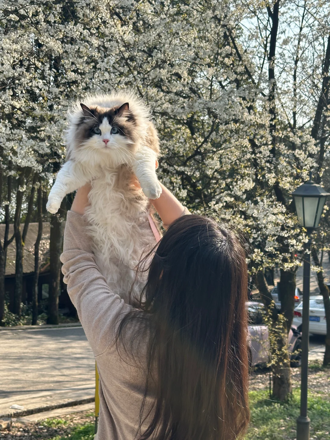 勇敢小猫先享受春天🍃