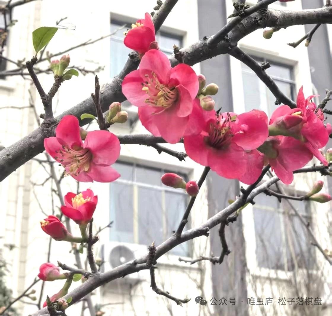 心安歌
心安身自安，身安室自宽。
心与身俱安，何事能相干。
谁谓一身小，其安若泰