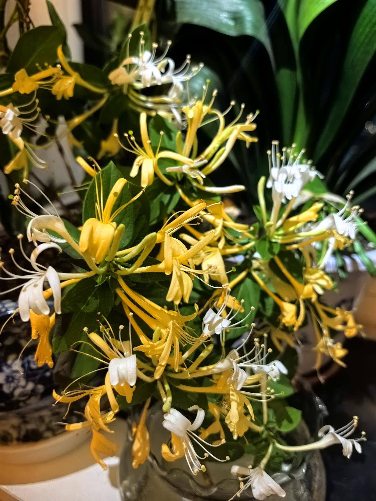 金银花开，先前开的渐渐变黄，今日新开的洁白如雪，一起散发着沁人的冷香！