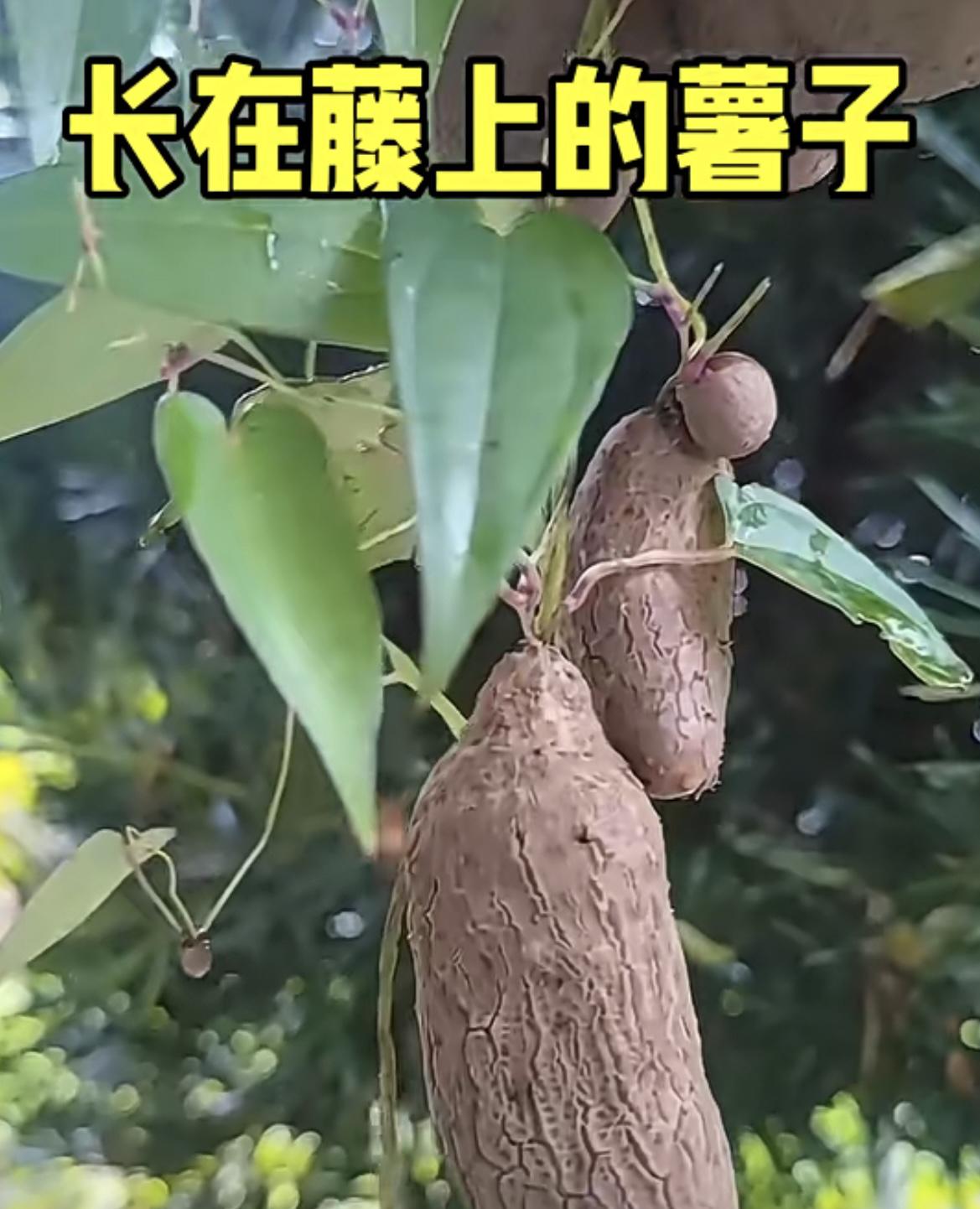 我的今日状态：😁轻松愉快
我这里的天气：☀️晴天
这种薯子长在藤条上的，
你见