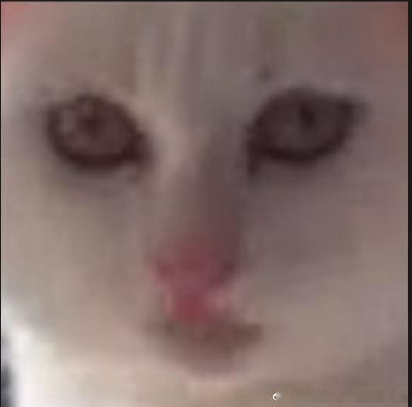 50389【丑猫】别致 