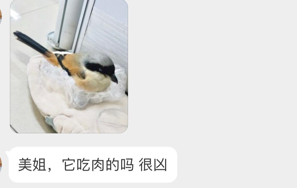 喜欢把老鼠串树上的【棕背伯劳】放飞时候注意安全，被叨一口得掉块肉🙊 ​​​