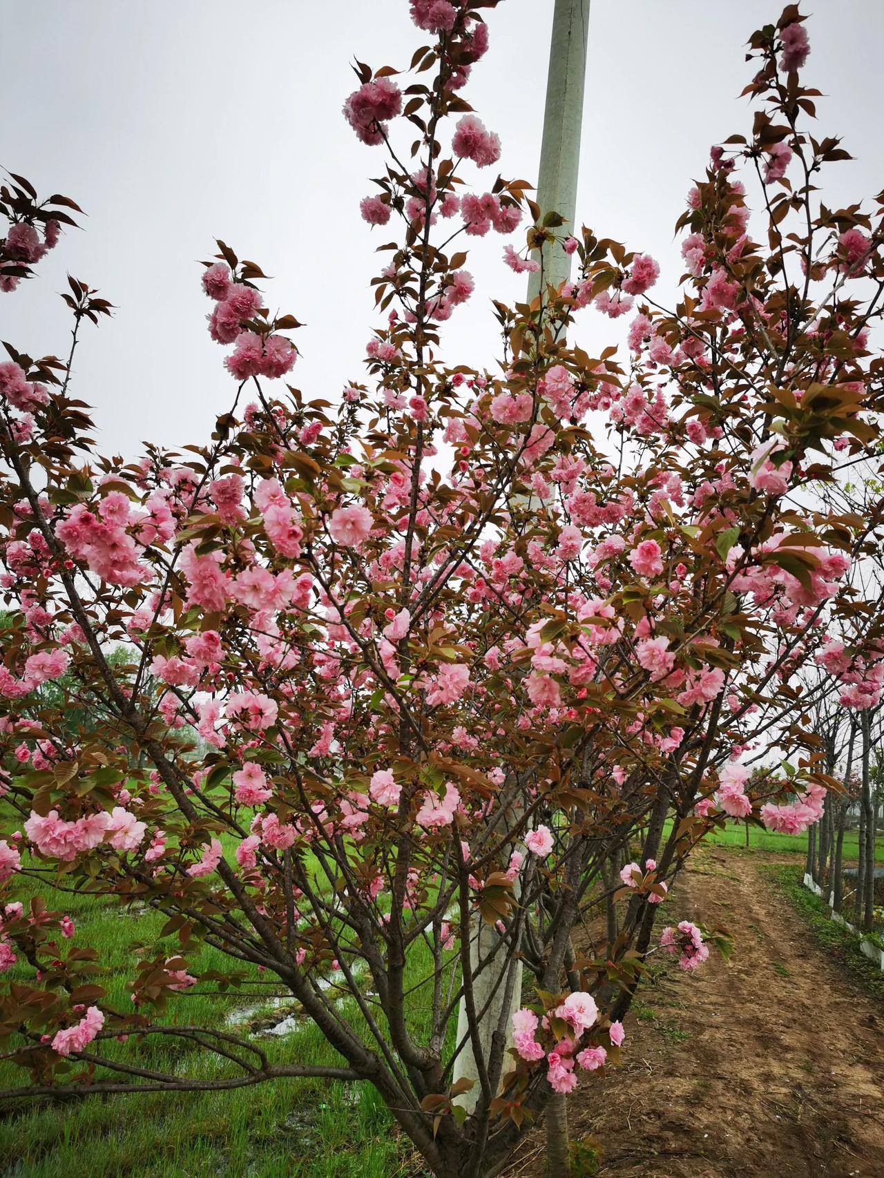 #分享你手机中的花花草草#