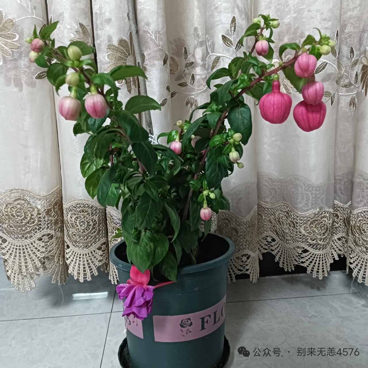 原来福利，错怪流量了哈