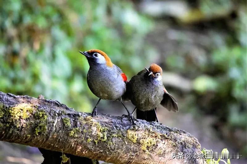 看到“夫妻本是同林鸟”这个上联，一下子就来了兴致。大家常规印象里，后面接“大难临