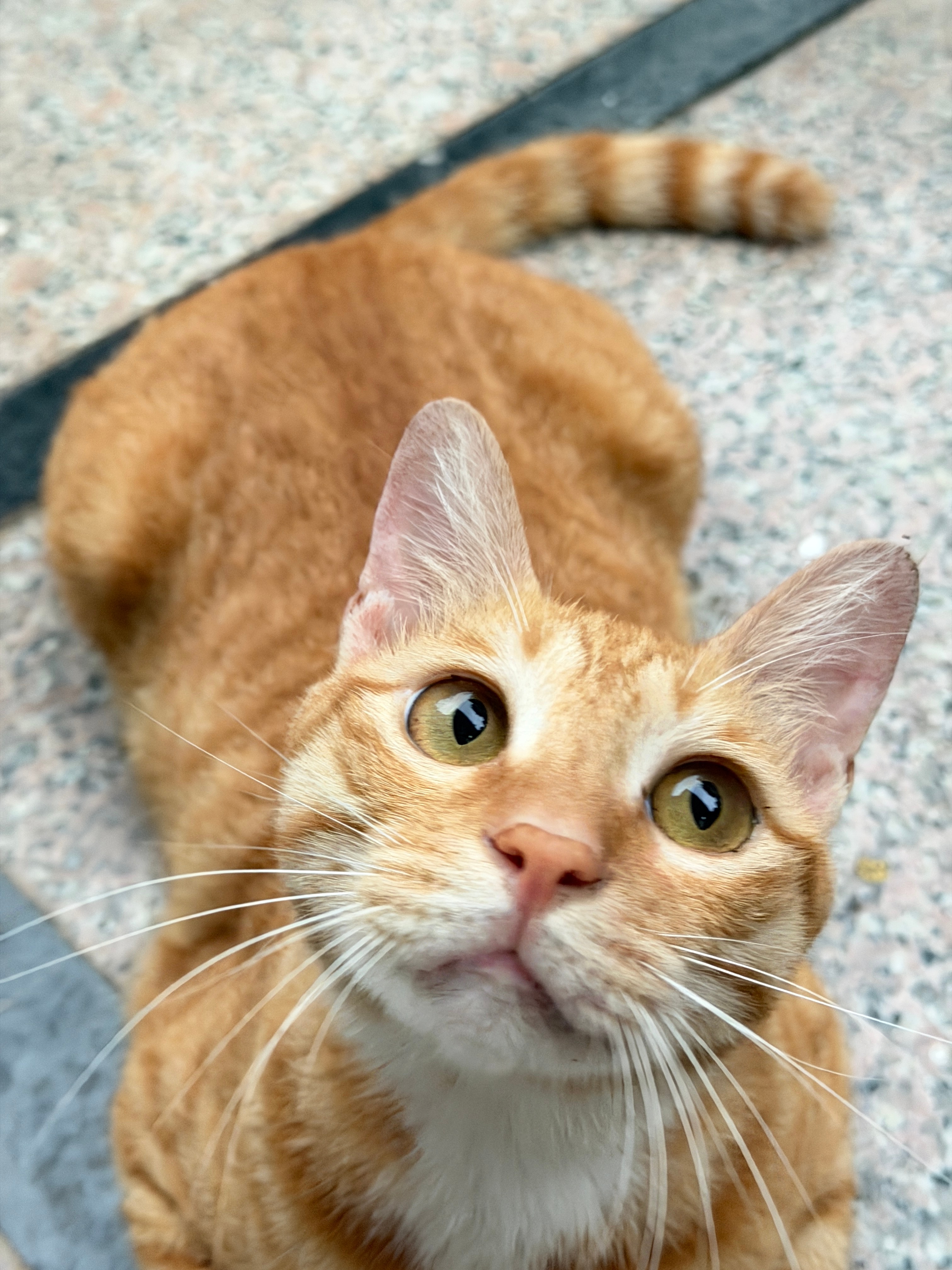 🐱 