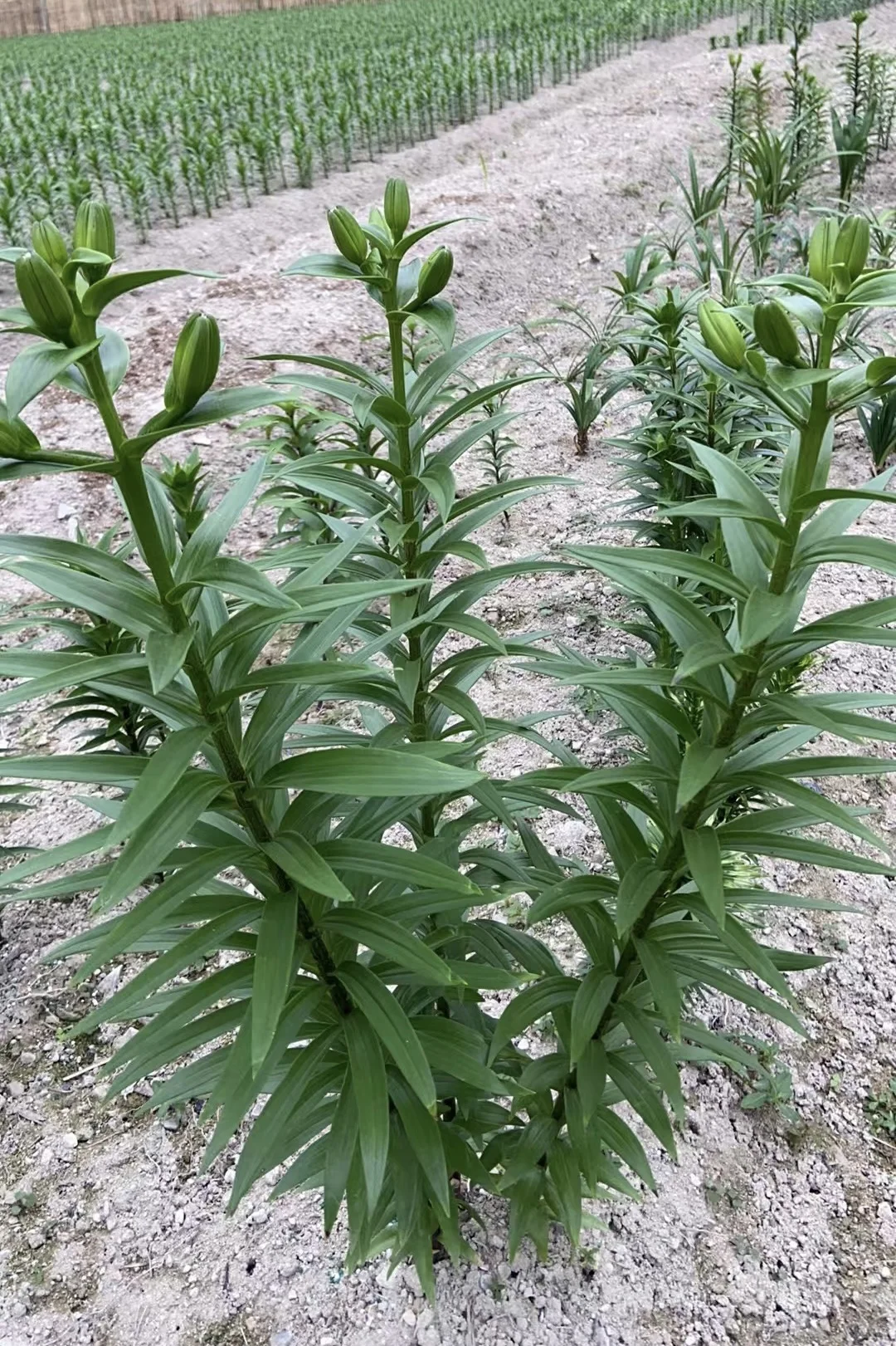 农场里的那个速生显眼包，居然都有6个花苞