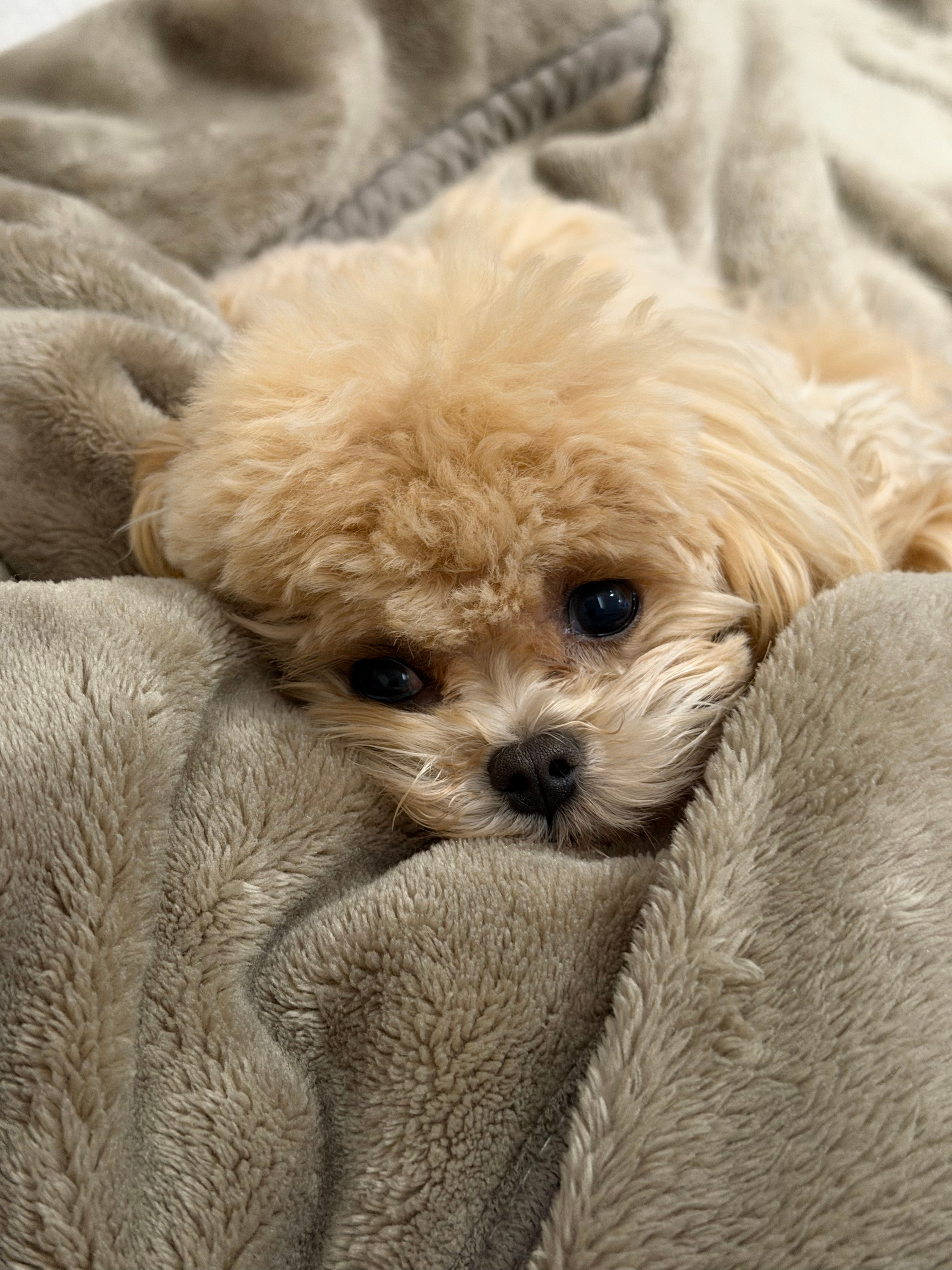 建议打开动图欣赏我的宝贝