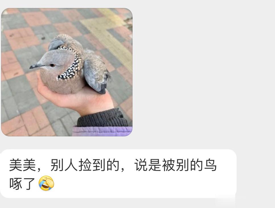 在底层的珠颈斑鸠又被别的鸟欺负了🙊 ​​​