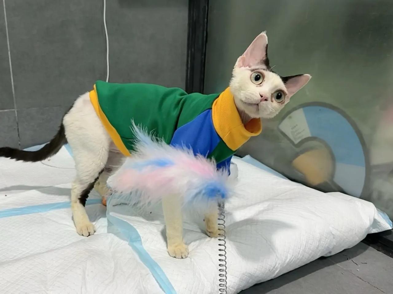 给德总带了个新玩具，玩到停不下来！
#猫咪# #萌宠#