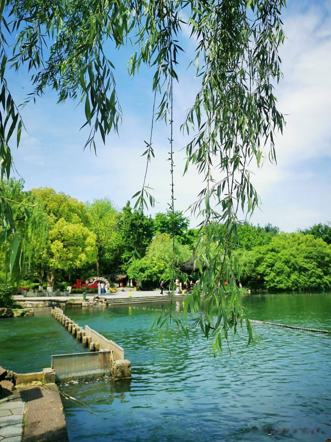 杭州西湖边惜别了美丽的桃花，且留下了柳树飘飘，人见人爱的柳枝，连名人诗人白居易的